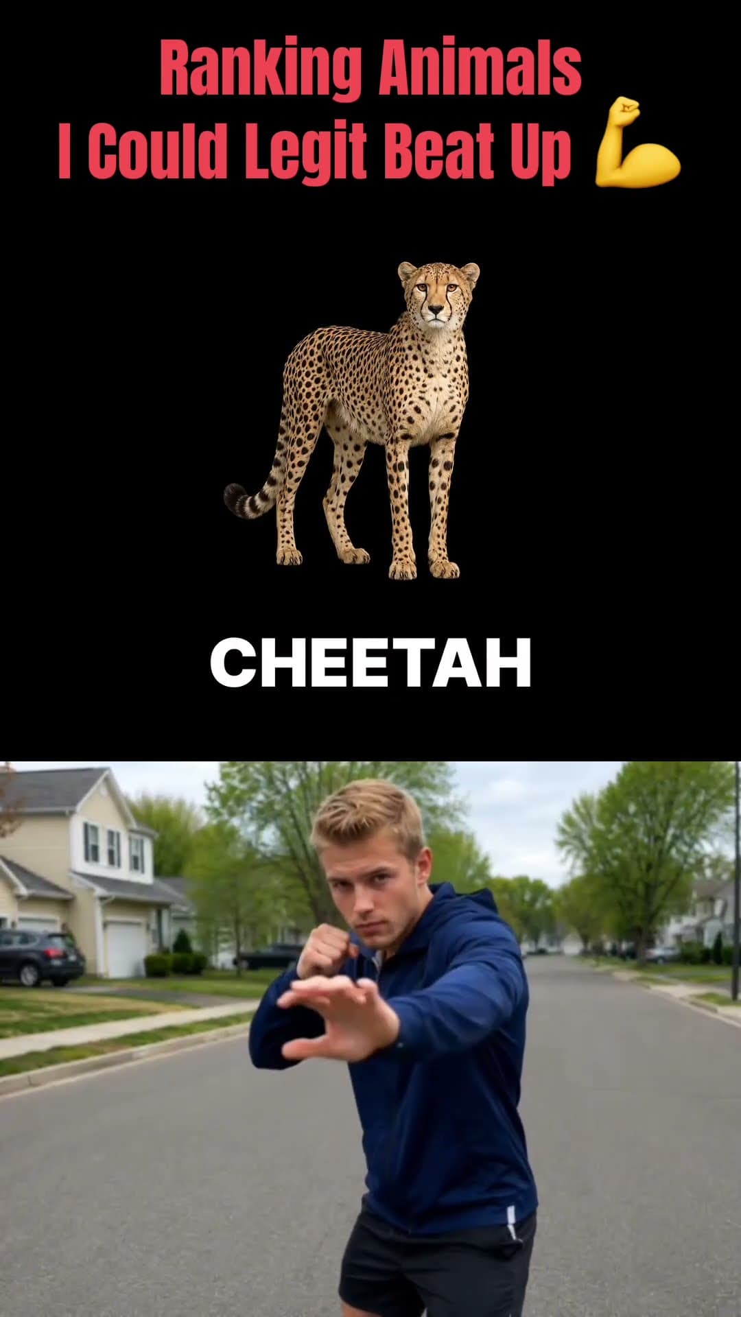 RANKING ANIMALS I COULD LEGIT BEAT UP 1 💪