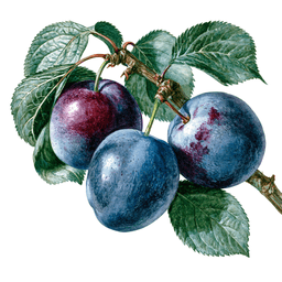 Damson