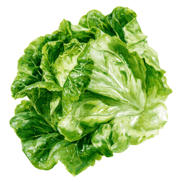 Lettuce