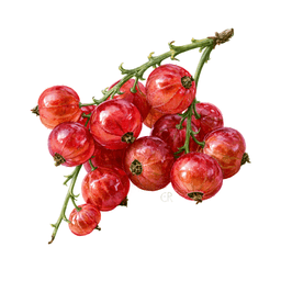 Currant