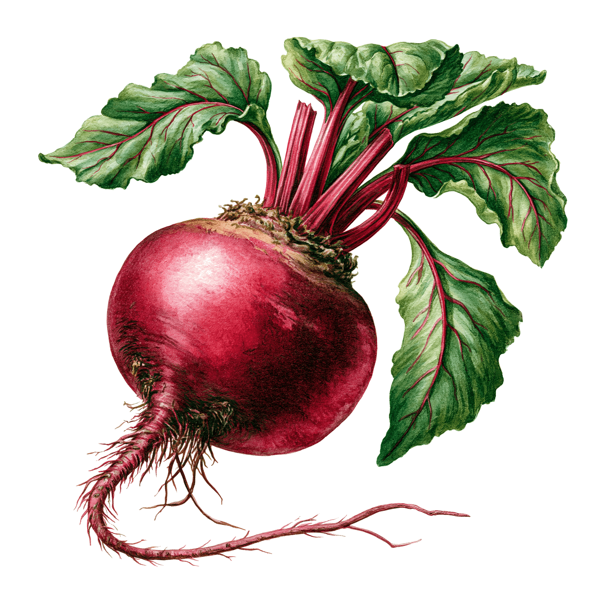 Beet