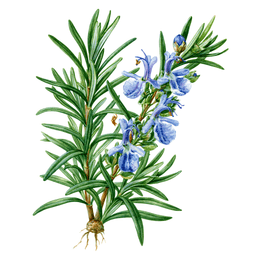 Rosemary
