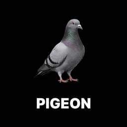 Pigeon