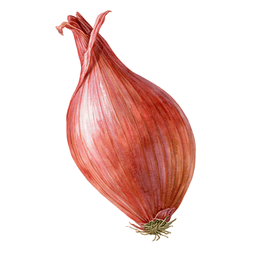 Shallot