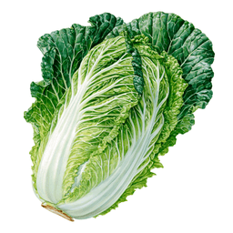 Napa Cabbage