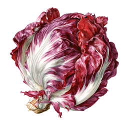 Radicchio