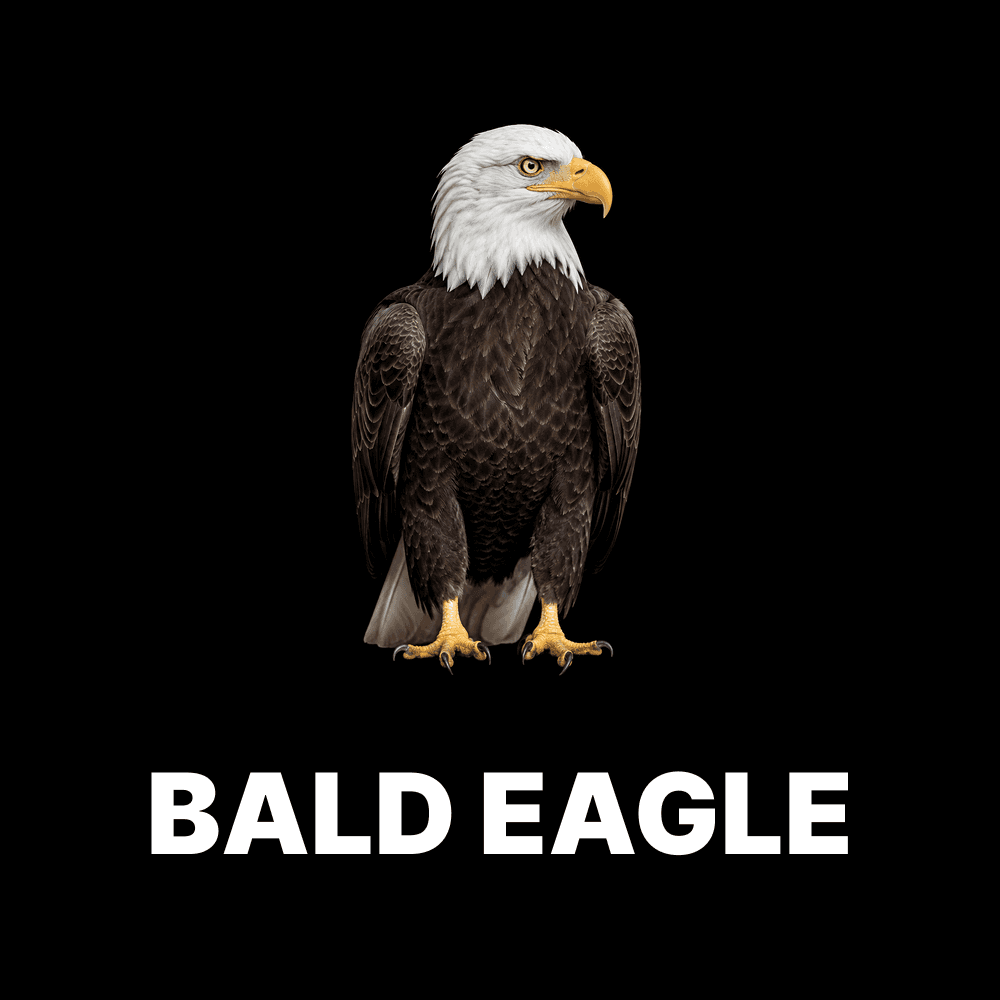 Bald Eagle