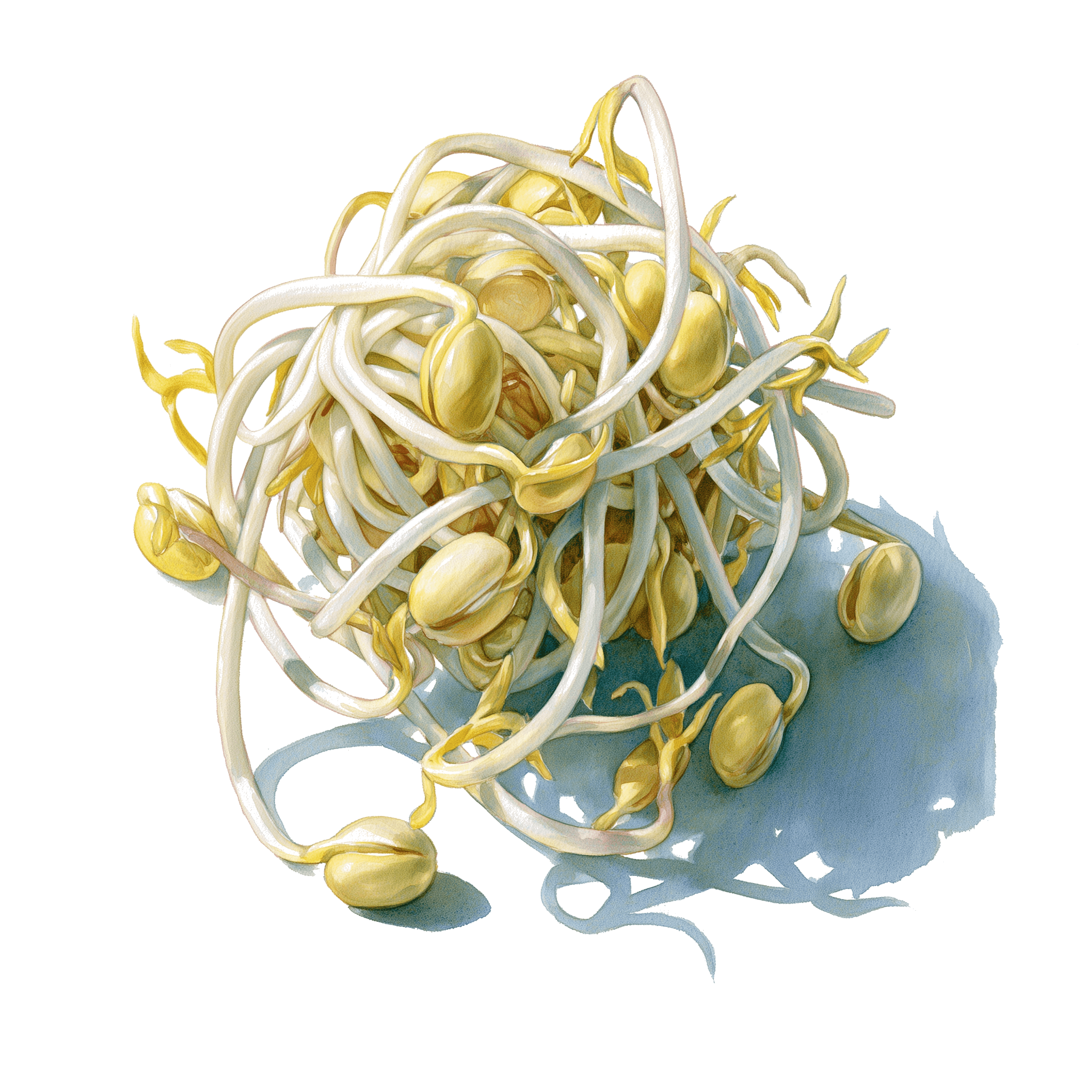 Bean Sprout