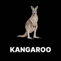 Kangaroo