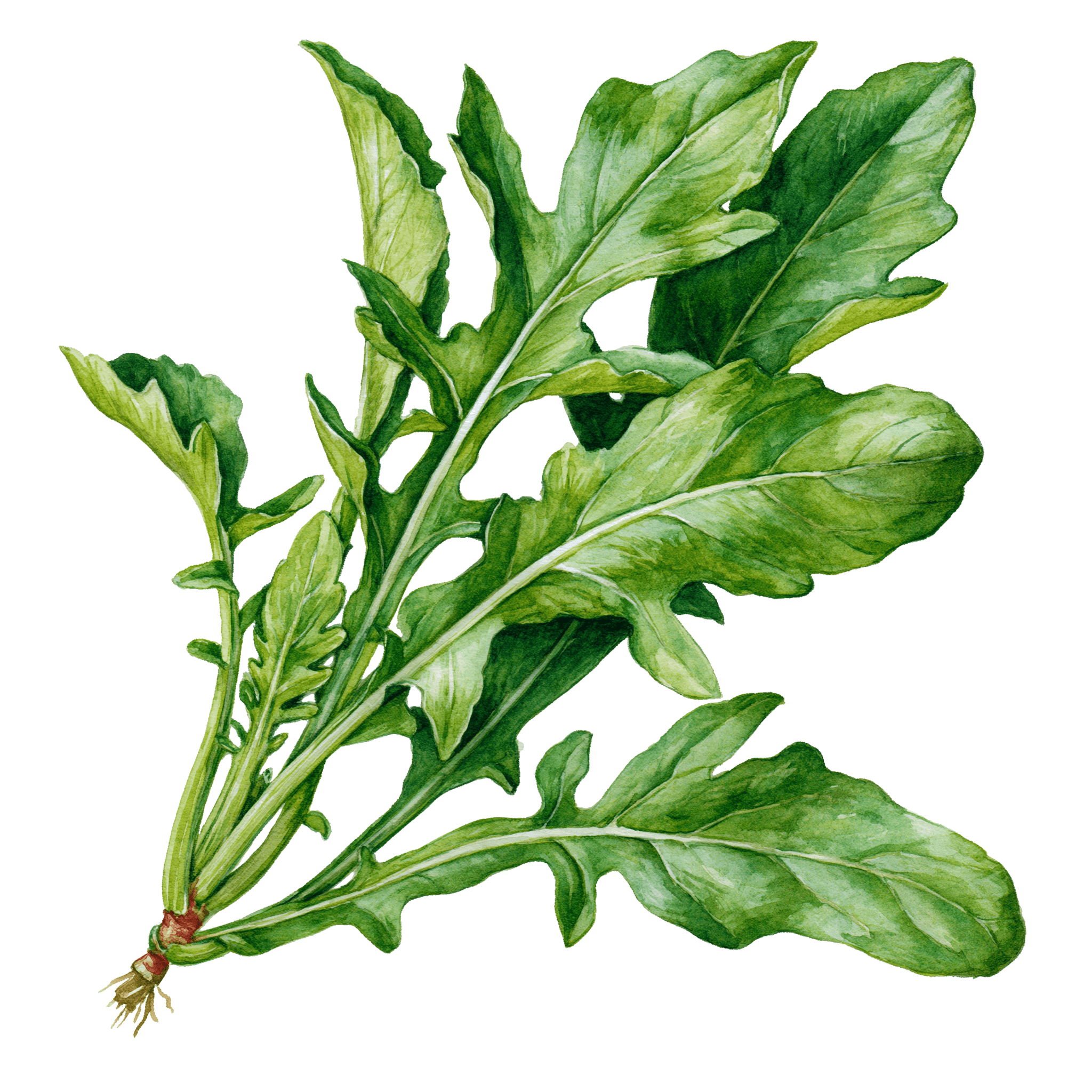 Arugula