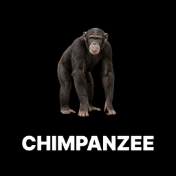 Chimpanzee