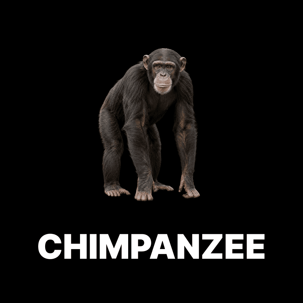 Chimpanzee