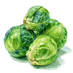 Brussels Sprout