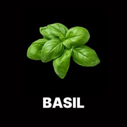 Basil