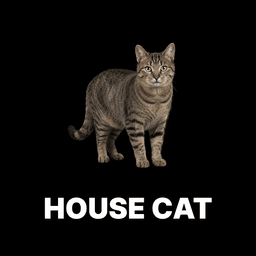 House Cat