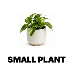 Small Plant