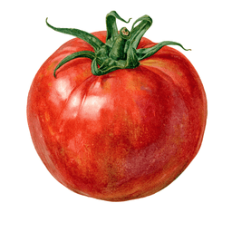 Tomato