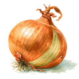 Onion