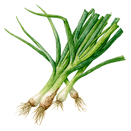 Welsh Onion