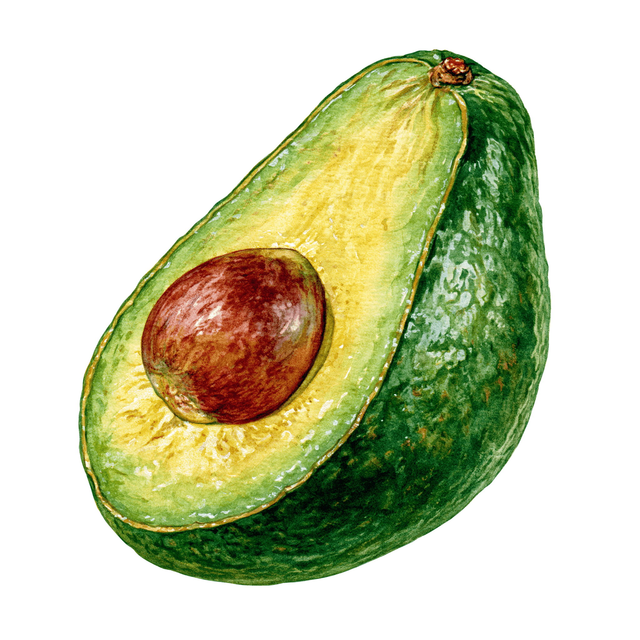 Avocado