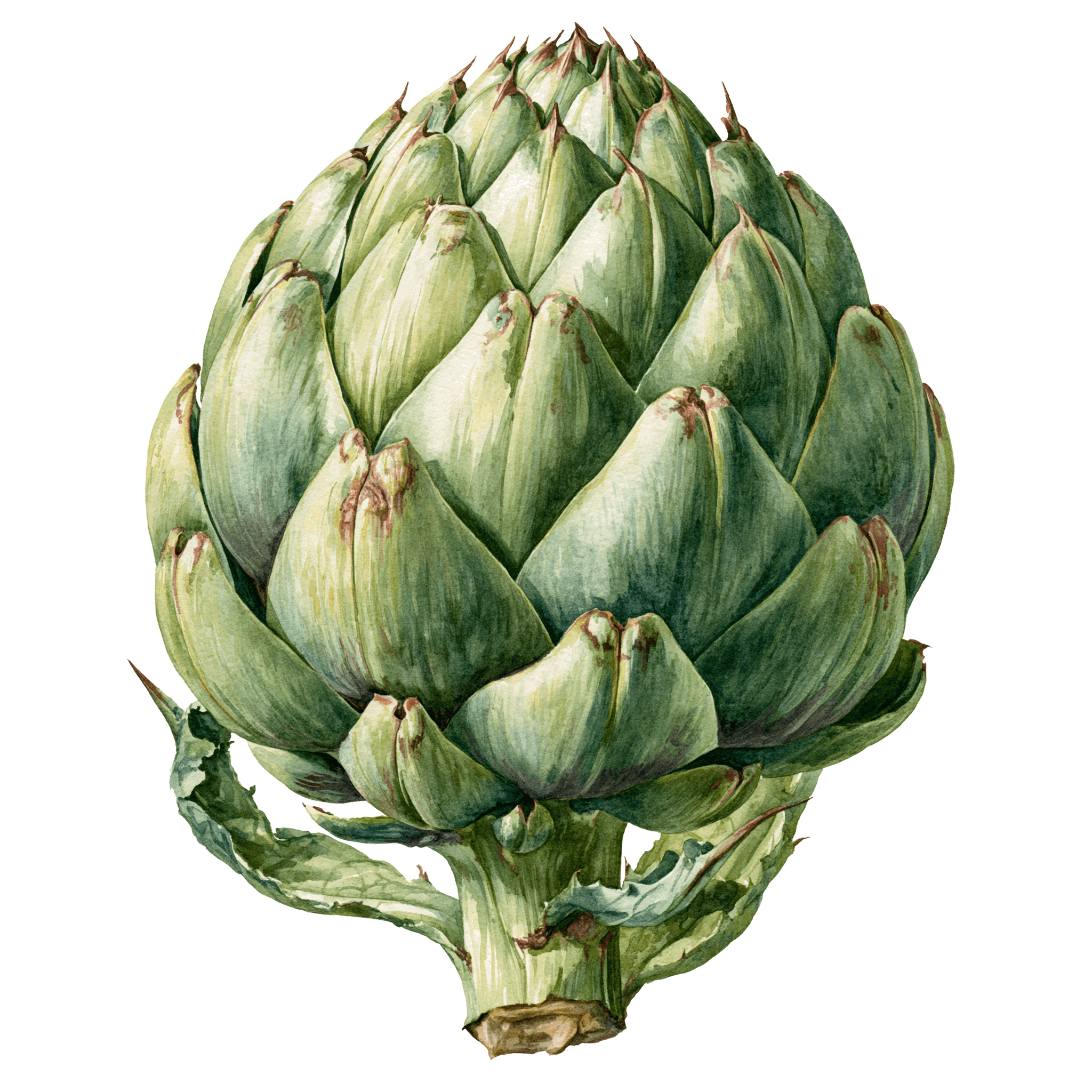 Artichoke