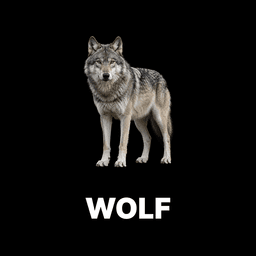 Wolf