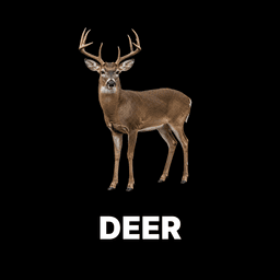 Deer