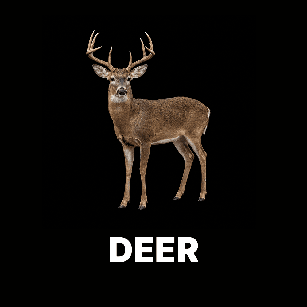 Deer