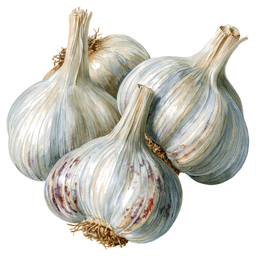 Garlic