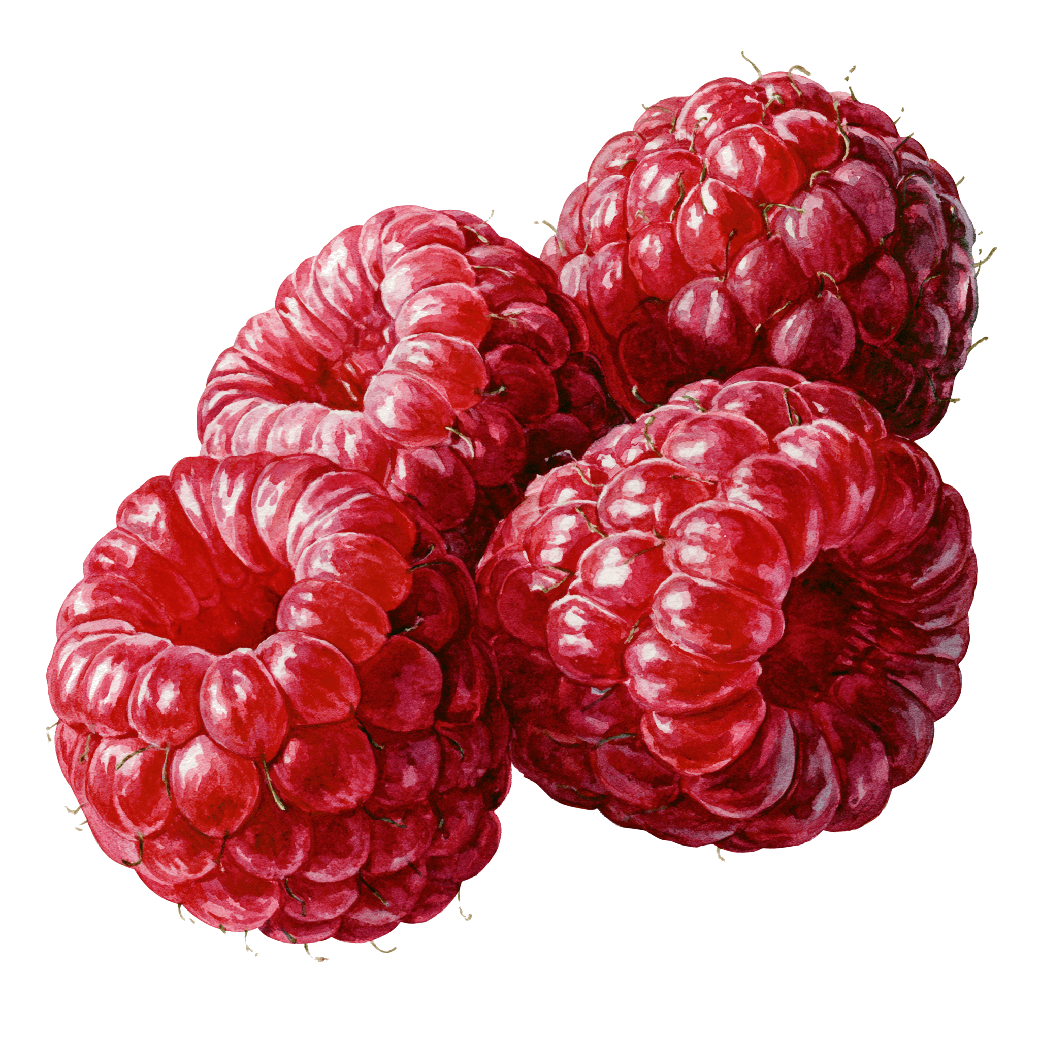 Raspberry