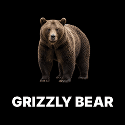 Grizzly Bear