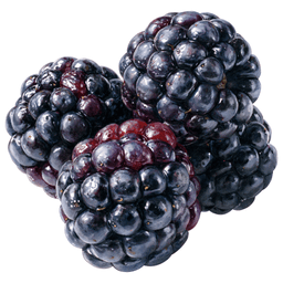 Blackberry