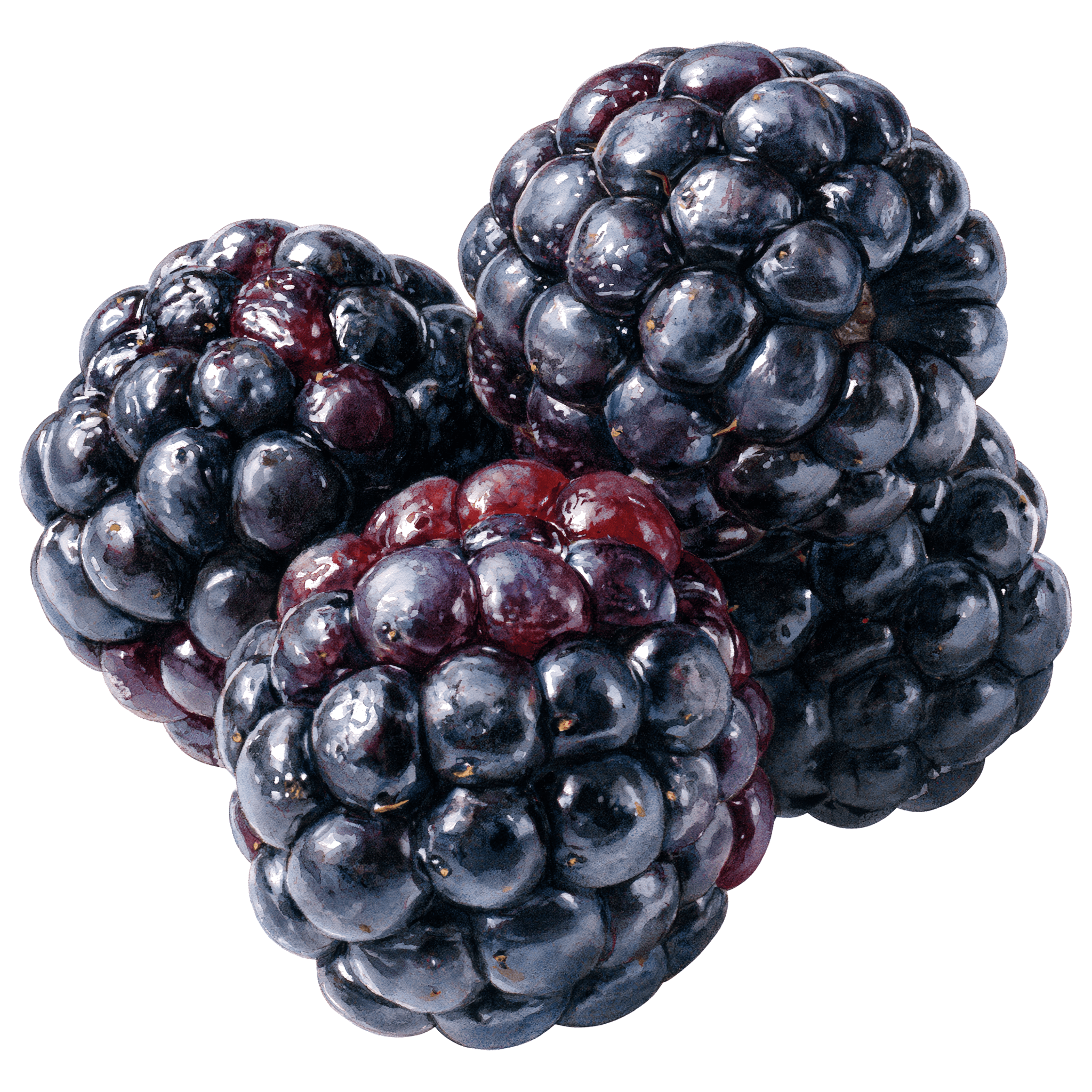 Blackberry