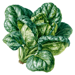 Spinach