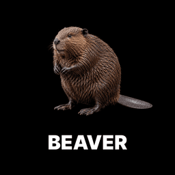 Beaver