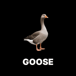 Goose