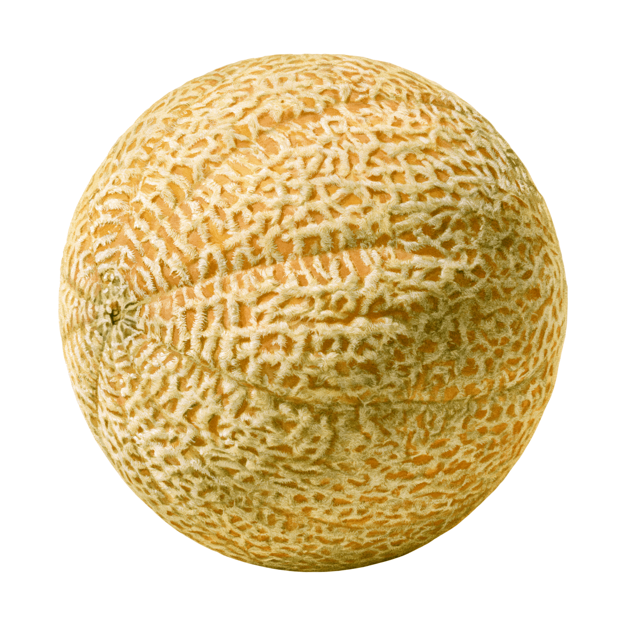 Cantaloupe Melon