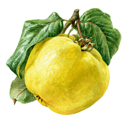 Quince