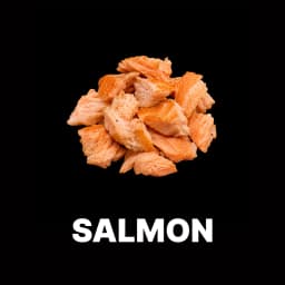 Salmon