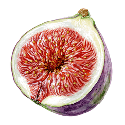 Fig
