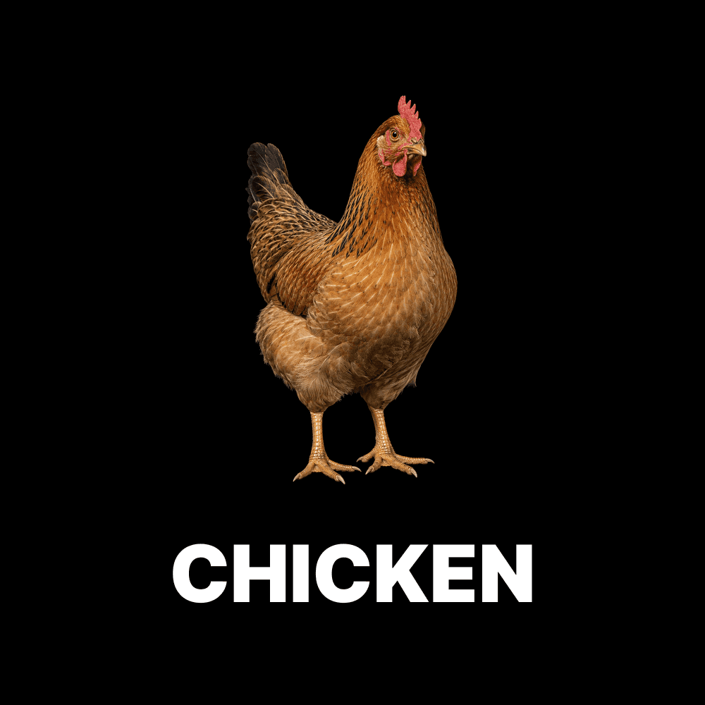 Chicken