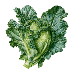 Kale