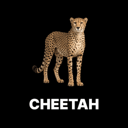 Cheetah