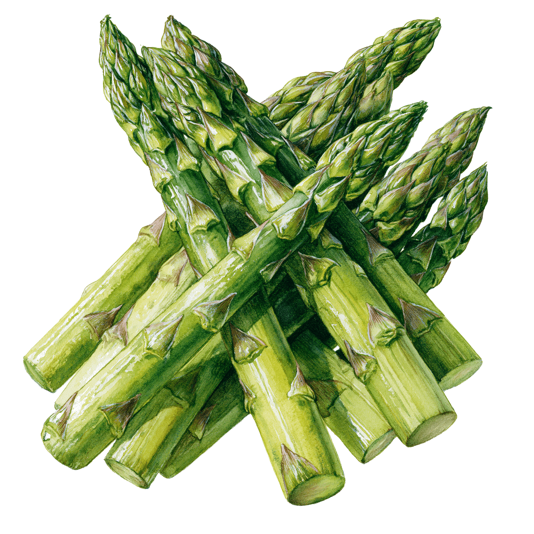Asparagus