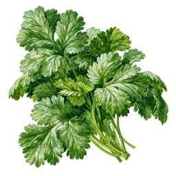 Coriander