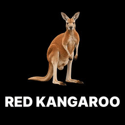 Red Kangaroo