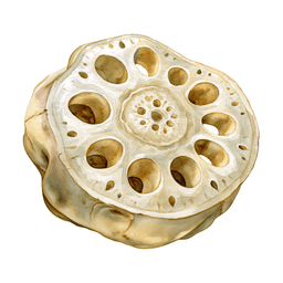 Lotus Root