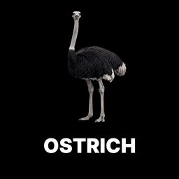 Ostrich