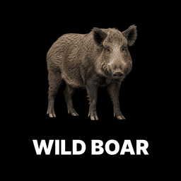Wild Boar
