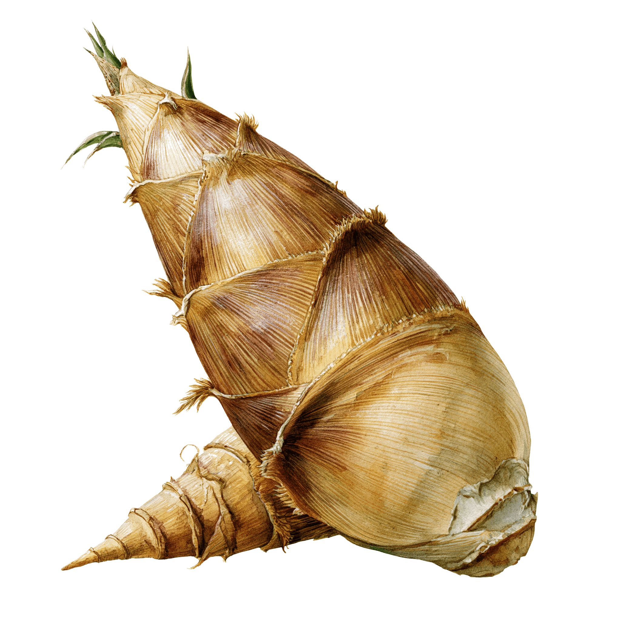 Bamboo Shoot